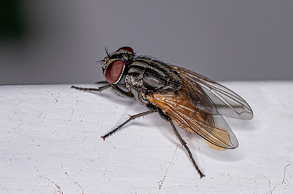 infestação de moscas