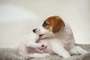 3 dicas infalíveis para acabar com pulgas
