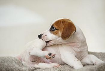 3 dicas infalíveis para acabar com pulgas