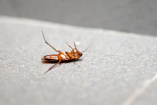 Infestação de baratas