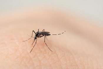 acabar com Infestação de pernilongos