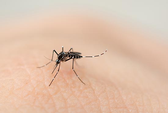 acabar com Infestação de pernilongos