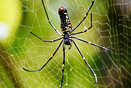 Aranha mais perigosa do mundo
