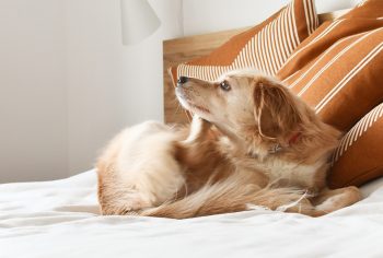 Como acabar com as pulgas?