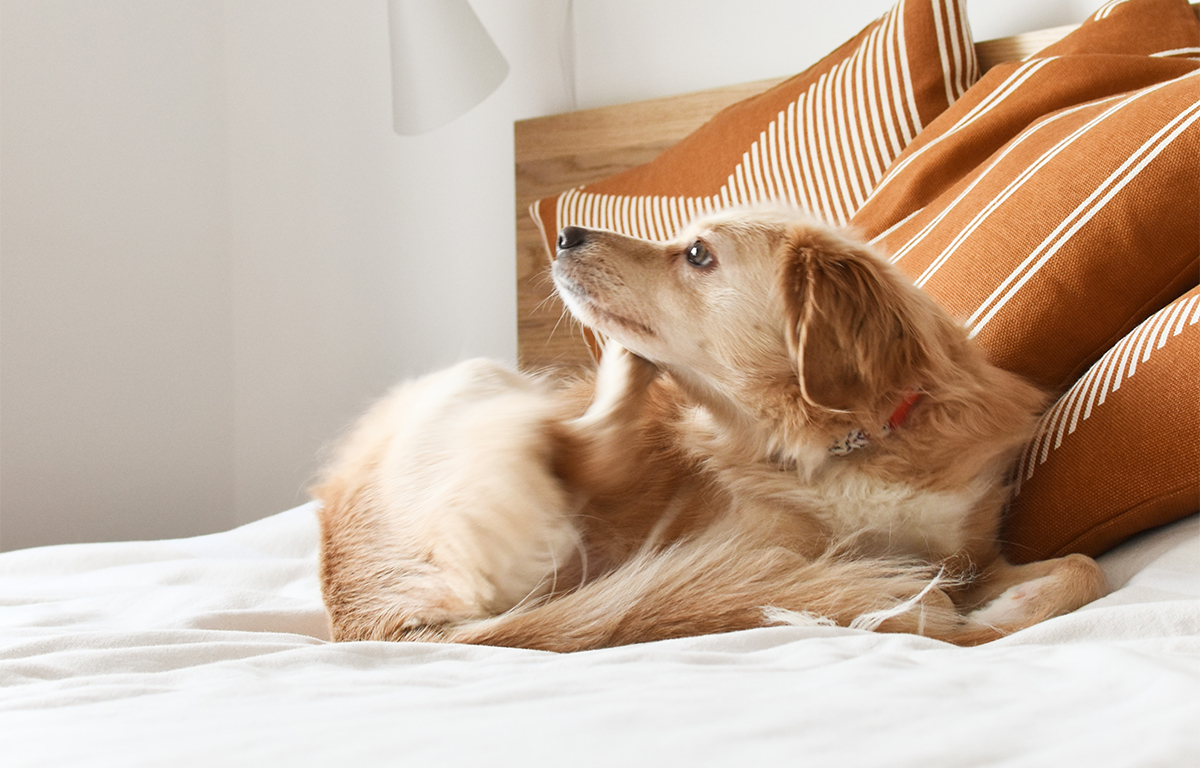 Como acabar com as pulgas?