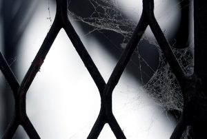 Como afastar aranhas