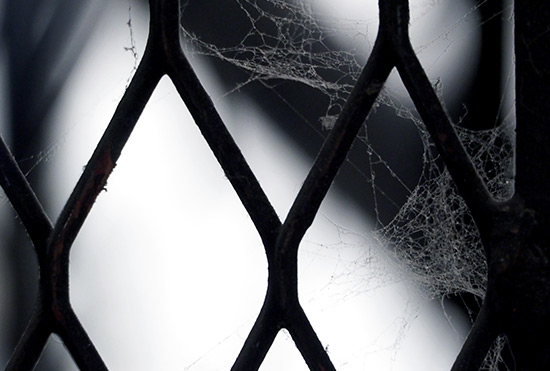 Como afastar aranhas