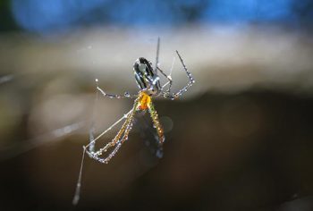 Quanto tempo vive uma aranha?a