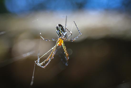 Quanto tempo vive uma aranha?a