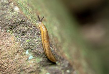 Acabar com infestação de lesmas e caracóis