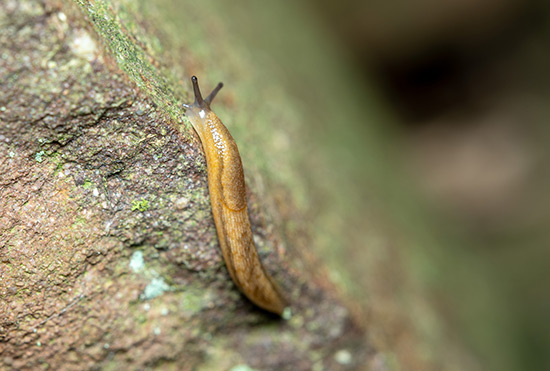 Acabar com infestação de lesmas e caracóis