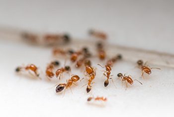 Como acabar com formigas na cozinha e na casa?