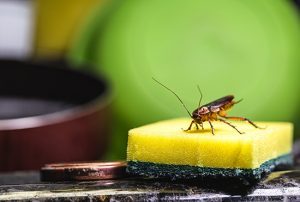 O que fazer para espantar baratas ou acabar com infestações