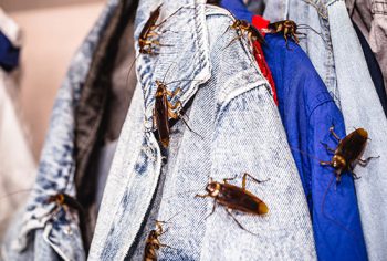Como dedetizar baratas e ratos