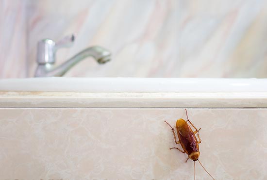 Quais são os tipos de baratas