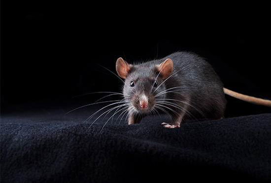 Ratos gostam de luz acessa ou apagada?