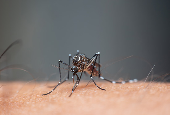 Como é o mosquito da dengue?