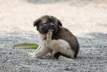 Como matar pulgas no cachorro?
