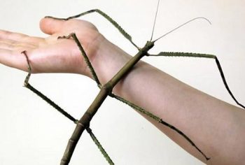 O maior inseto do mundo encontrado em 2016