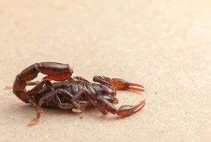 Como matar um escorpião?