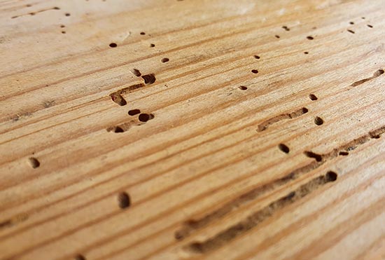 Como descupinizar móveis?