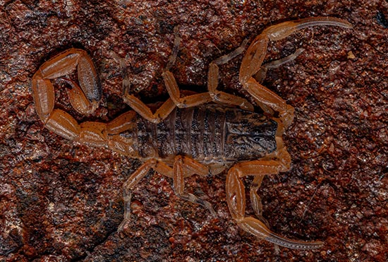 Escorpião finge de morto