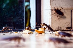 Pragas urbanas sazonais: Como se preparar para enfrentar infestações em diferentes épocas do ano
