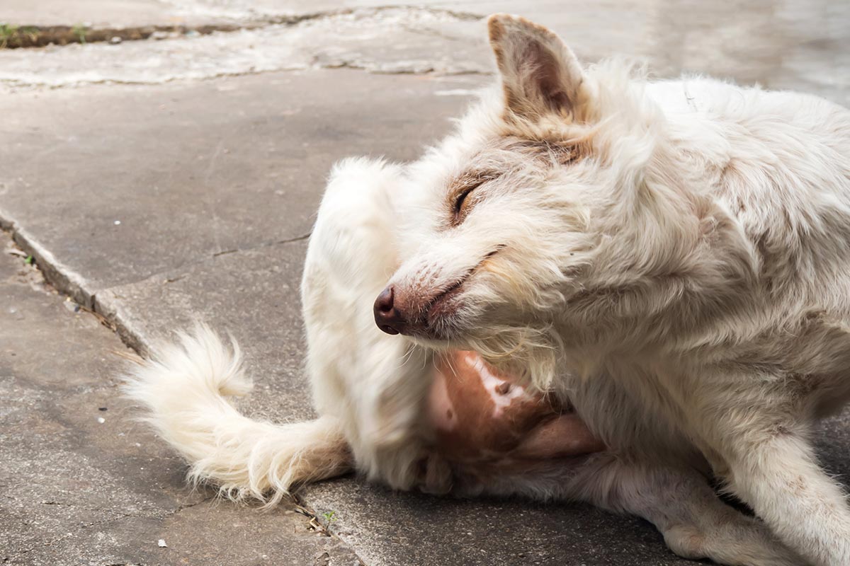 Remédios naturais para acabar com pulgas