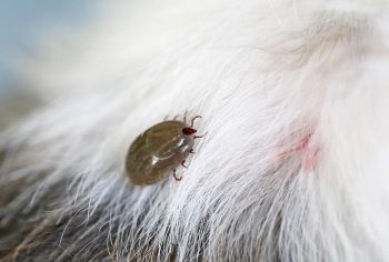 Como acabar com carrapatos em casa?