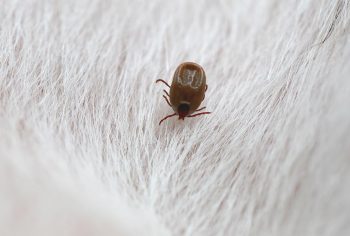 Como retirar carrapato de gato?