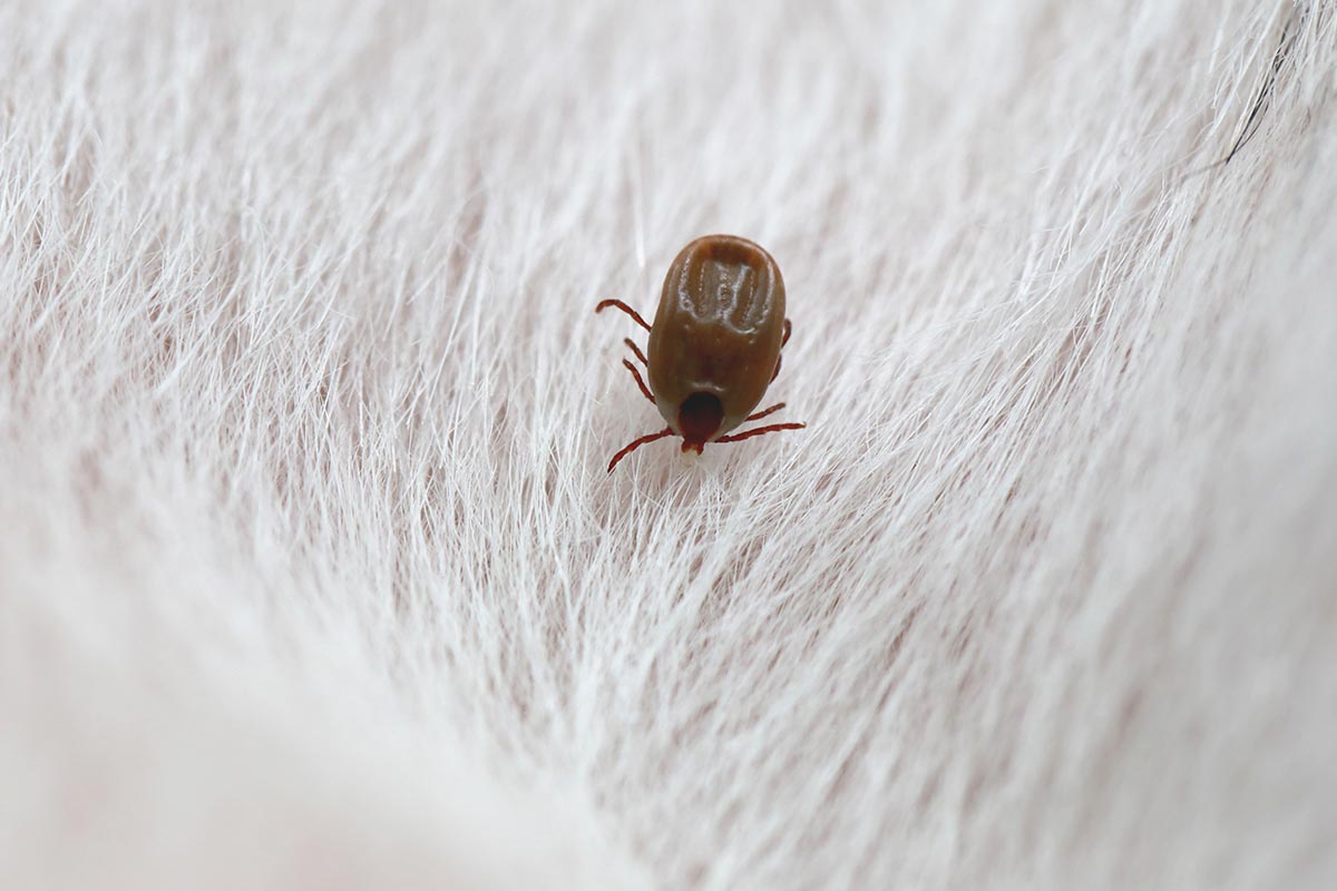 Como retirar carrapato de gato?