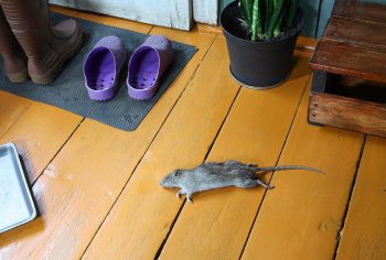 De quanto em quanto tempo deve realizar a desratização?