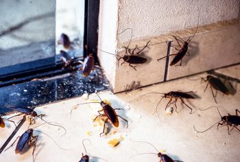 Tipos de pragas urbanas atendidas pelo MIP