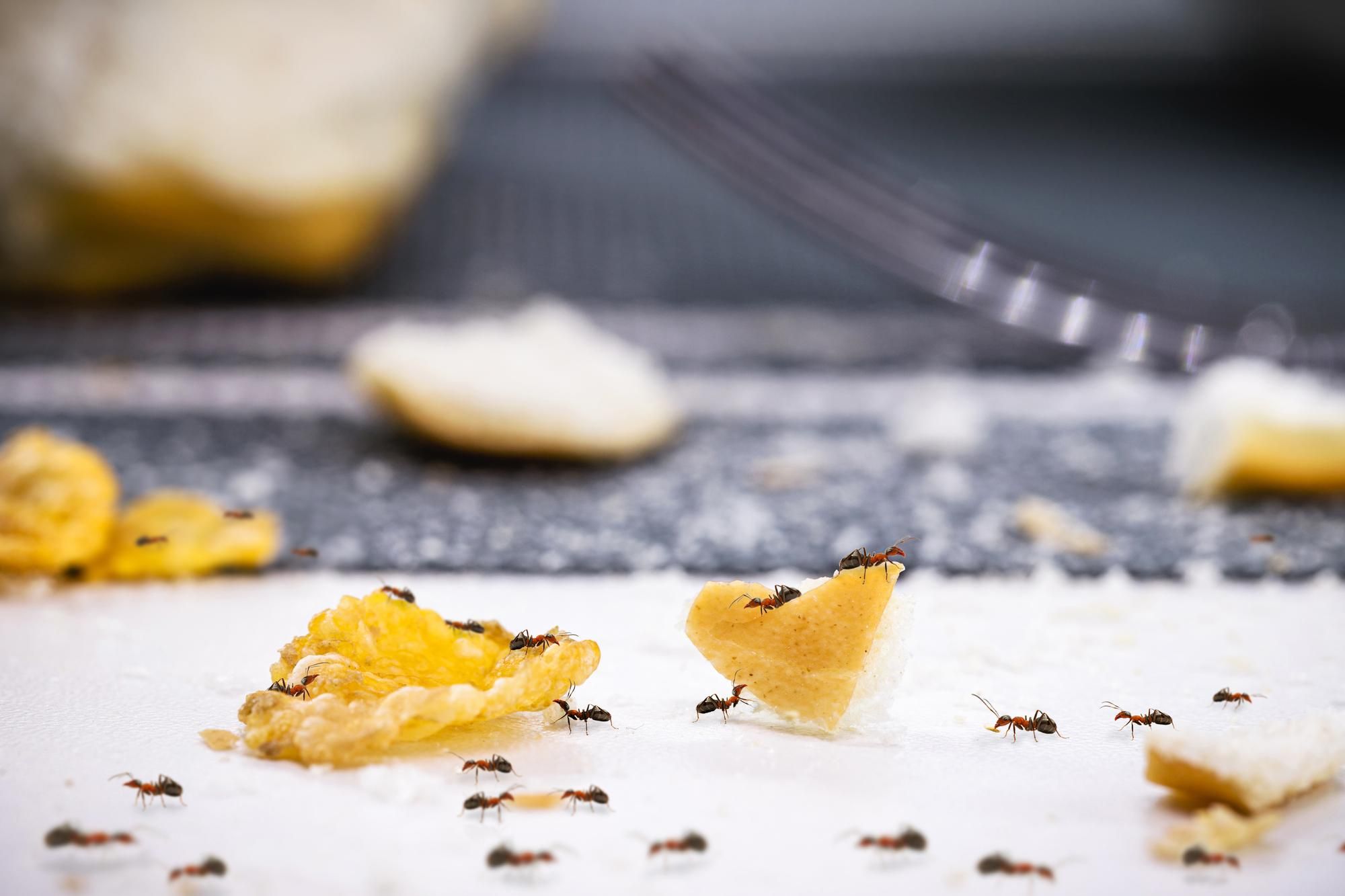 Como acabar com insetos nos armários da cozinha?