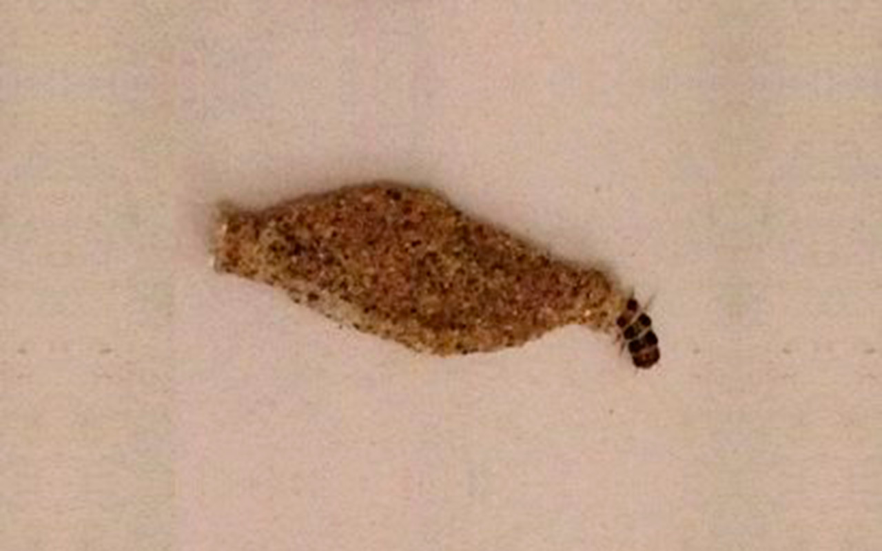 Como surgem as traças