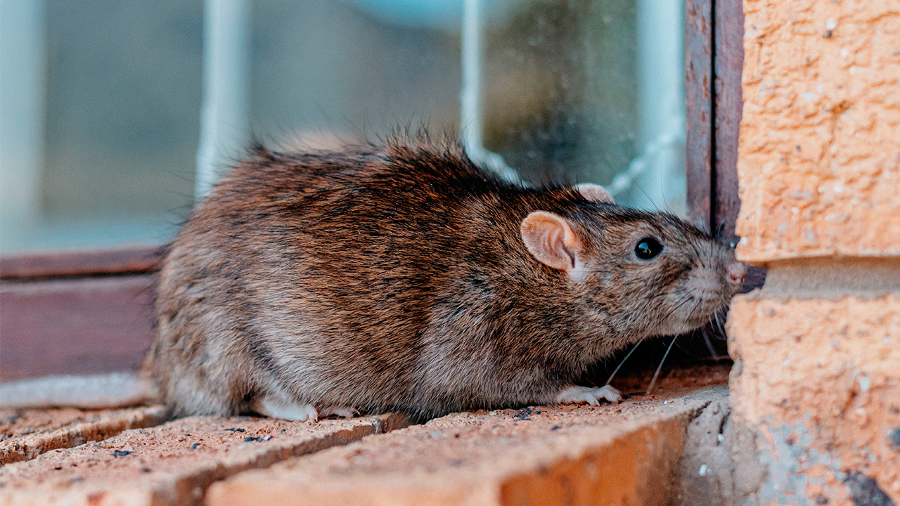 Como espantar ratos?