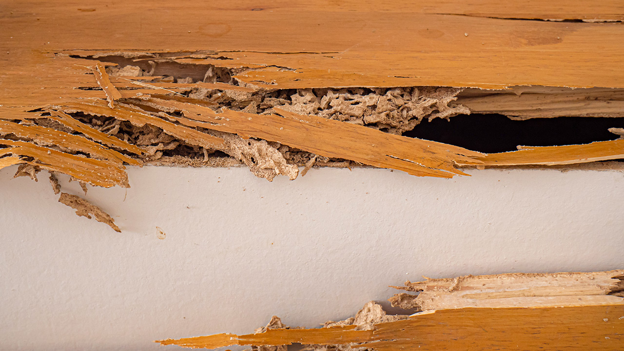 Como matar cupim de madeira?