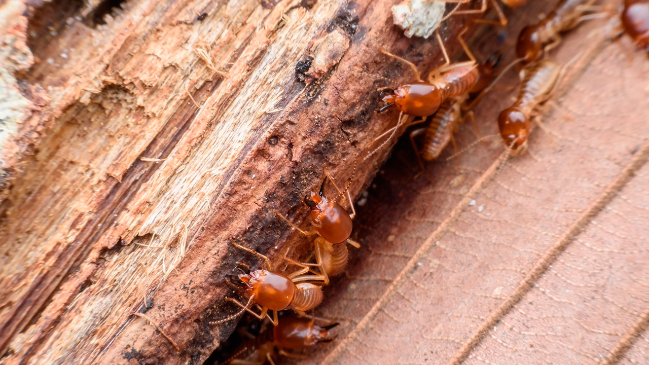 Como acabar com os cupins de madeira