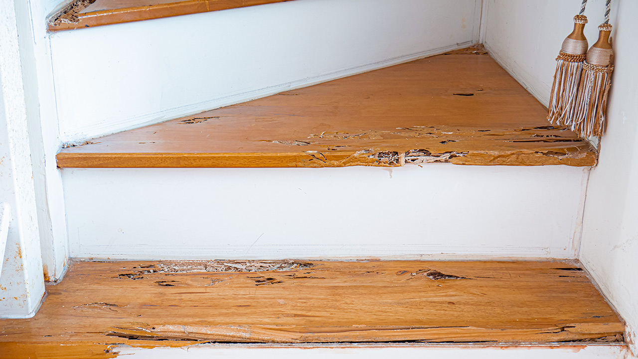 Que riscos os cupins oferecem a objetos de madeira?