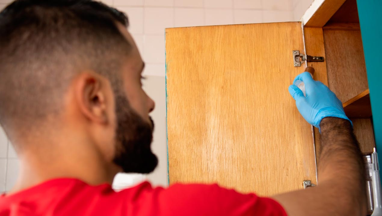 Dedetização regular é importante para a saúde da sociedade