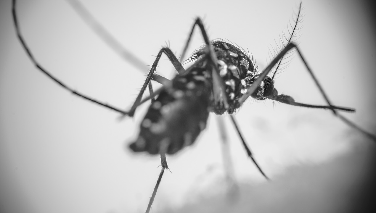 Como combater o aedes aegypti em casa?