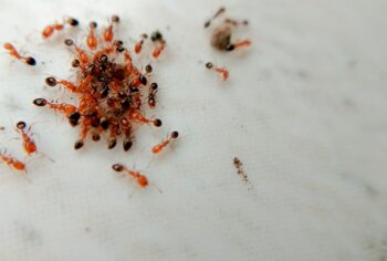 Formigas - Como evitar infestações no verão?