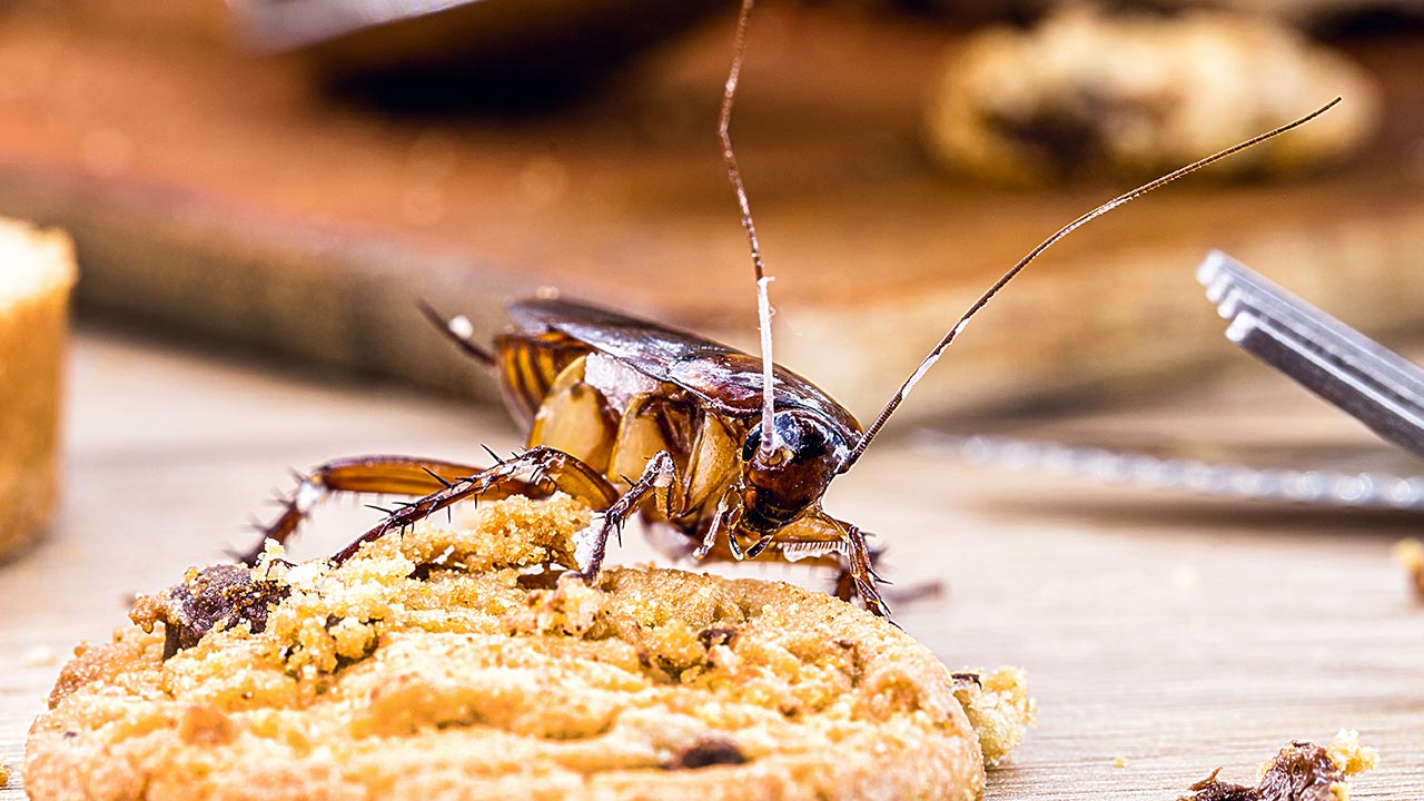 Afinal, Quanto Custa o Prejuízo Causado por Pragas em Restaurantes?