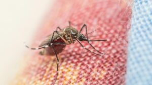 Como evitar o aedes aegypti em casa?