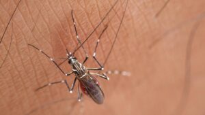 Qual é o custo médio de dedetização de mosquitos?