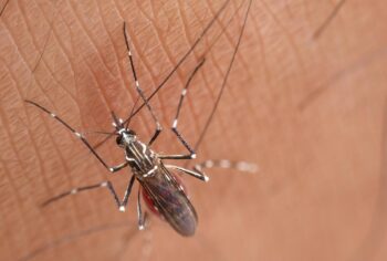 Qual é o custo médio de dedetização de mosquitos?