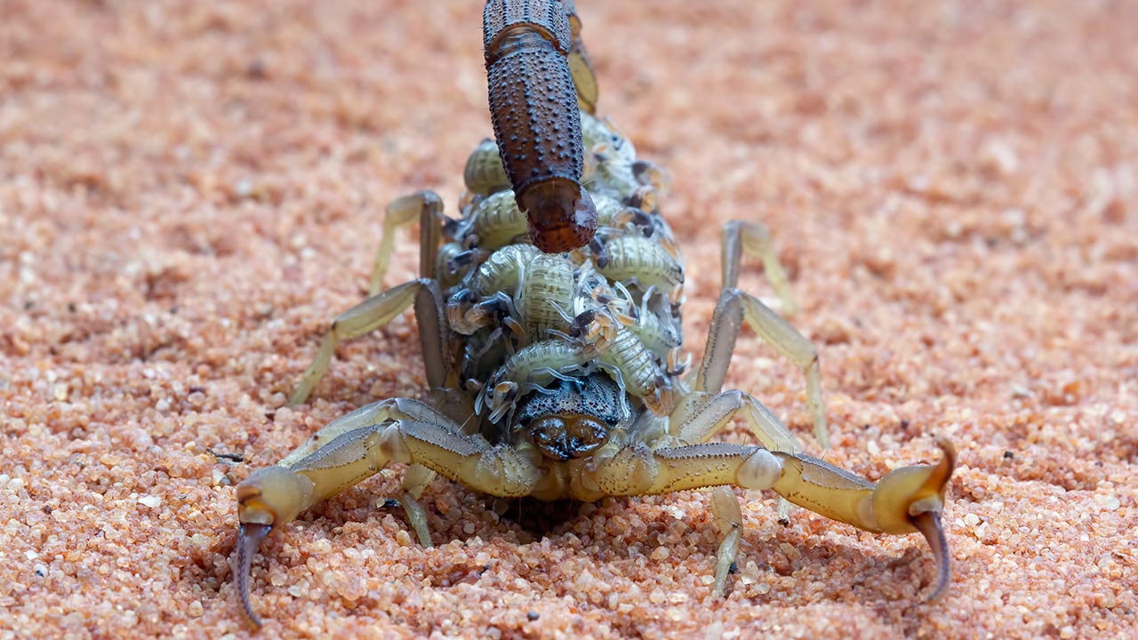 Por que os escorpiões pequenos aparecem mais no verão?