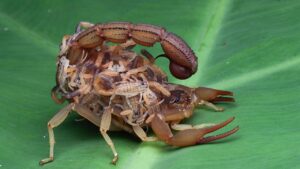 Escorpiões pequenos tem veneno?