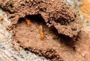 descupinização em são paulo