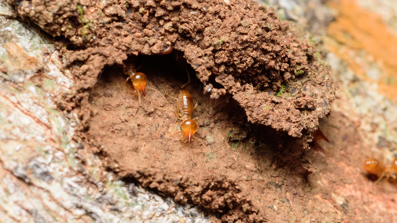 descupinização em são paulo
